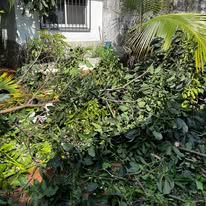 Limpieza profunda de jardín