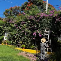 Limpieza y rescate de jardín